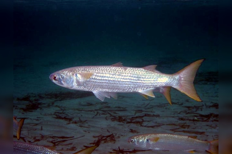 Heat Wave Suspected as Culprit in Mullet Fish Kill at Pasadena's Vince Bayou