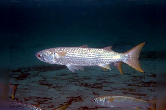 Heat Wave Suspected as Culprit in Mullet Fish Kill at Pasadena's Vince Bayou