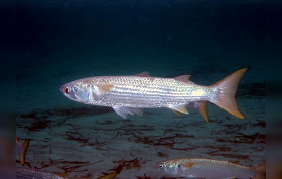 Heat Wave Suspected as Culprit in Mullet Fish Kill at Pasadena's Vince Bayou