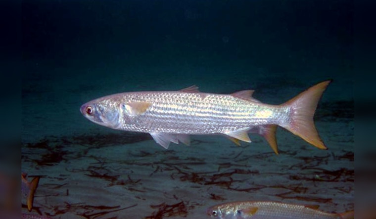 Heat Wave Suspected as Culprit in Mullet Fish Kill at Pasadena's Vince Bayou