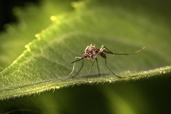 Hillsborough County Health Officials Issue Dengue Fever Alert, Urge Preventive Action