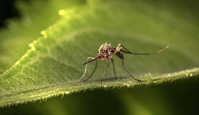 Hillsborough County Health Officials Issue Dengue Fever Alert, Urge Preventive Action
