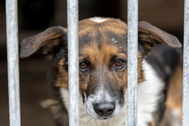 Hillsburg County Pet Resource Center Executes Emergency Dog Relocation Amid Canine Flu Outbreak