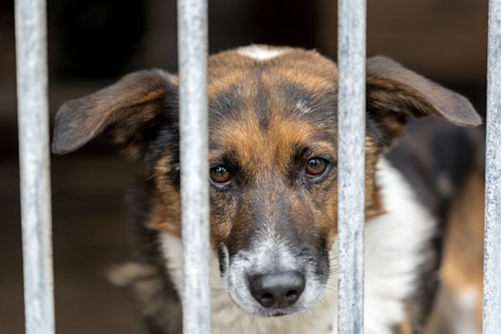 Hillsburg County Pet Resource Center Executes Emergency Dog Relocation Amid Canine Flu Outbreak