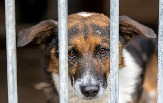 Hillsburg County Pet Resource Center Executes Emergency Dog Relocation Amid Canine Flu Outbreak