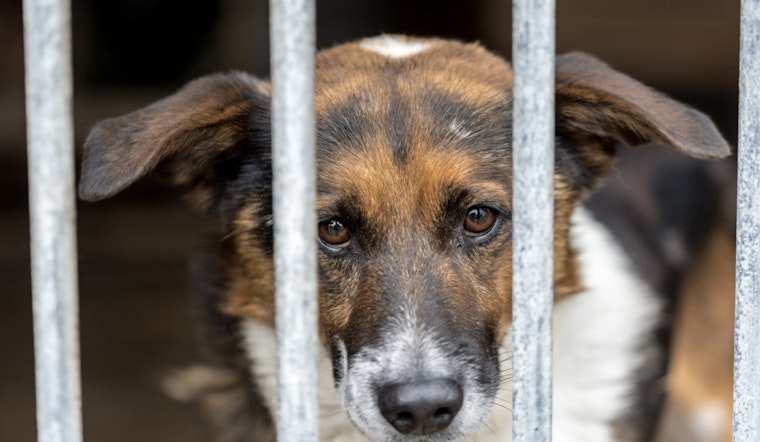 Hillsburg County Pet Resource Center Executes Emergency Dog Relocation Amid Canine Flu Outbreak