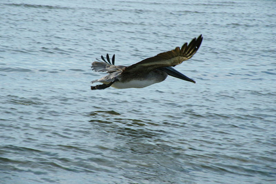 Hope Takes Flight as 27 Rehabilitated Brown Pelicans Released in Sausalito Near Iconic Golden Gate Bridge