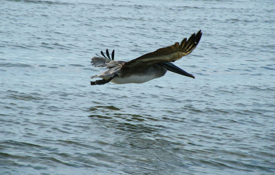 Hope Takes Flight as 27 Rehabilitated Brown Pelicans Released in Sausalito Near Iconic Golden Gate Bridge