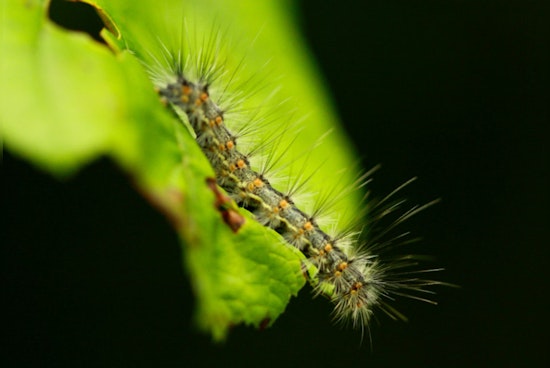 Houston Faces Annual Webworm Invasion, Experts Advise on Natural Control Methods