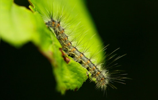 Houston Faces Annual Webworm Invasion, Experts Advise on Natural Control Methods