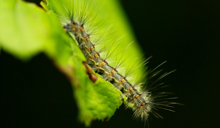 Houston Faces Annual Webworm Invasion, Experts Advise on Natural Control Methods