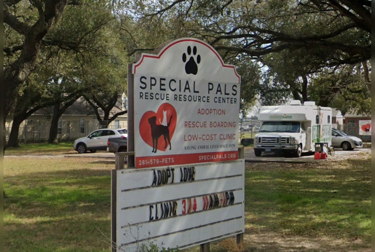 Houston Shelter Nurses Severely Neglected Dog Back to Health Amid Surge in Animal Intake