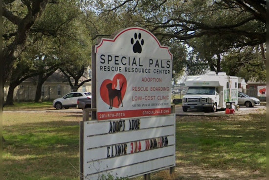 Houston Shelter Nurses Severely Neglected Dog Back to Health Amid Surge in Animal Intake