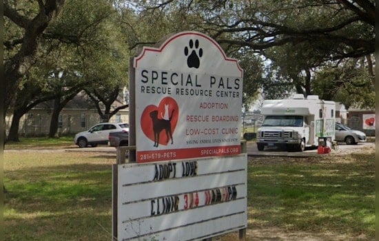 Houston Shelter Nurses Severely Neglected Dog Back to Health Amid Surge in Animal Intake
