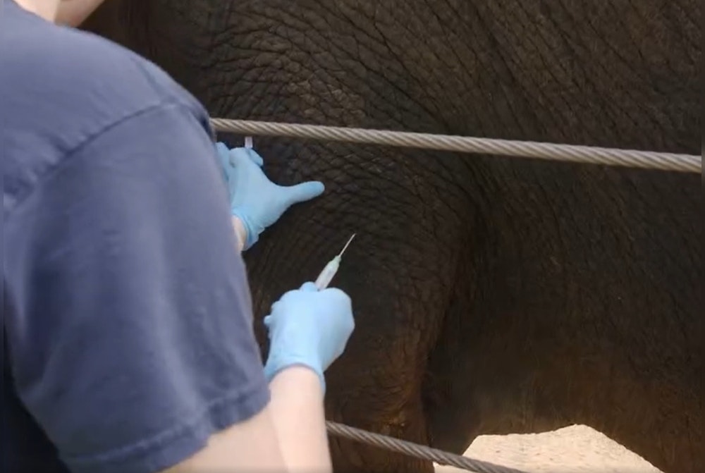 Houston Zoo Elephant Becomes First to Receive Breakthrough mRNA Vaccine Against Deadly Virus
