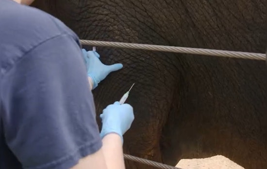 Houston Zoo Elephant Becomes First to Receive Breakthrough mRNA Vaccine Against Deadly Virus