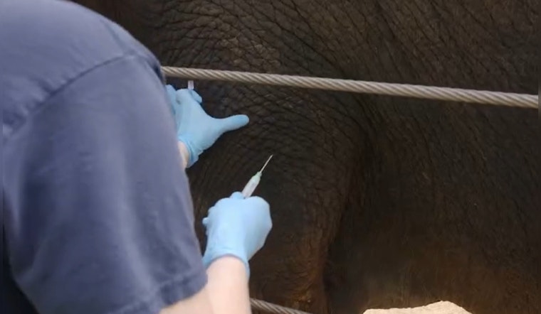 Houston Zoo Elephant Becomes First to Receive Breakthrough mRNA Vaccine Against Deadly Virus