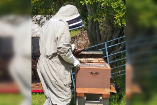How the "Bee Bill" Transformed Texas into a Beekeeping Haven, Yielding Sweet Tax Breaks and a Surge in Apiaries