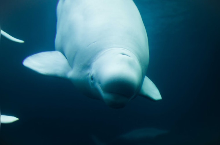 International Rescue Effort Leads to Successful Relocation of Beluga Whales from Ukraine to Spain