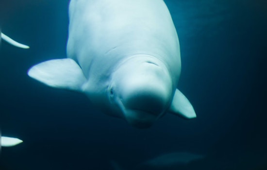 International Rescue Effort Leads to Successful Relocation of Beluga Whales from Ukraine to Spain