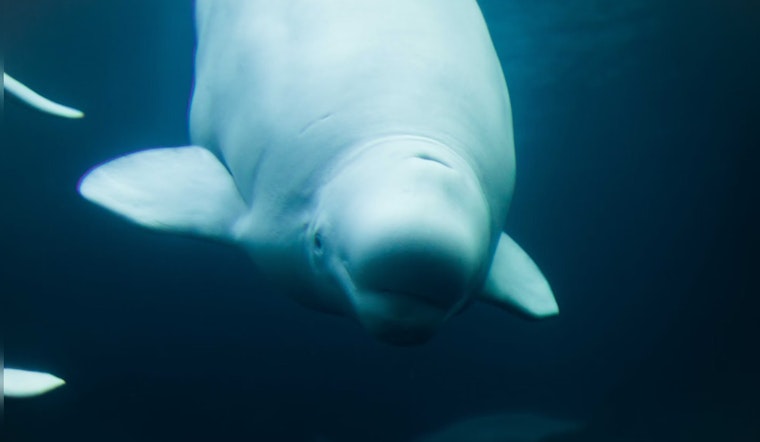 International Rescue Effort Leads to Successful Relocation of Beluga Whales from Ukraine to Spain