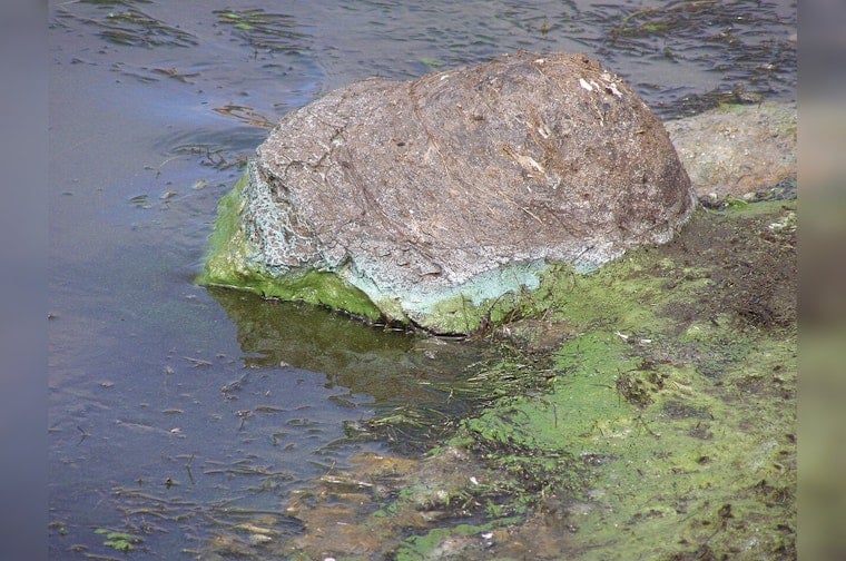 Invasive Fanwort Overruns Lady Bird Lake in Austin, Raises Concerns Amidst Blue-Green Algae Growth