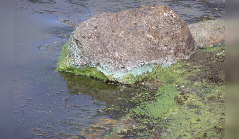 Invasive Fanwort Overruns Lady Bird Lake in Austin, Raises Concerns Amidst Blue-Green Algae Growth