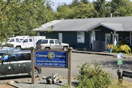 Investigation Launched After Six Disabled Pugs Found Abandoned in Clatsop, Columbia Counties