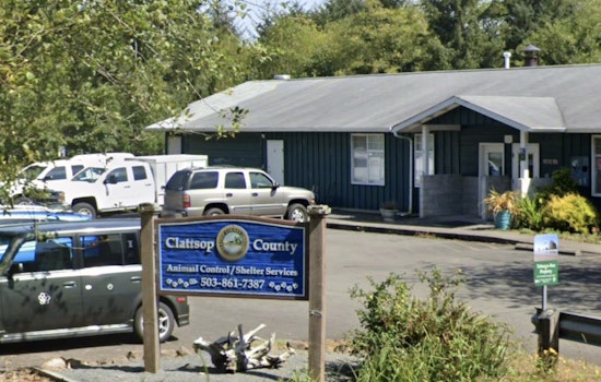 Investigation Launched After Six Disabled Pugs Found Abandoned in Clatsop, Columbia Counties
