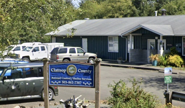 Investigation Launched After Six Disabled Pugs Found Abandoned in Clatsop, Columbia Counties