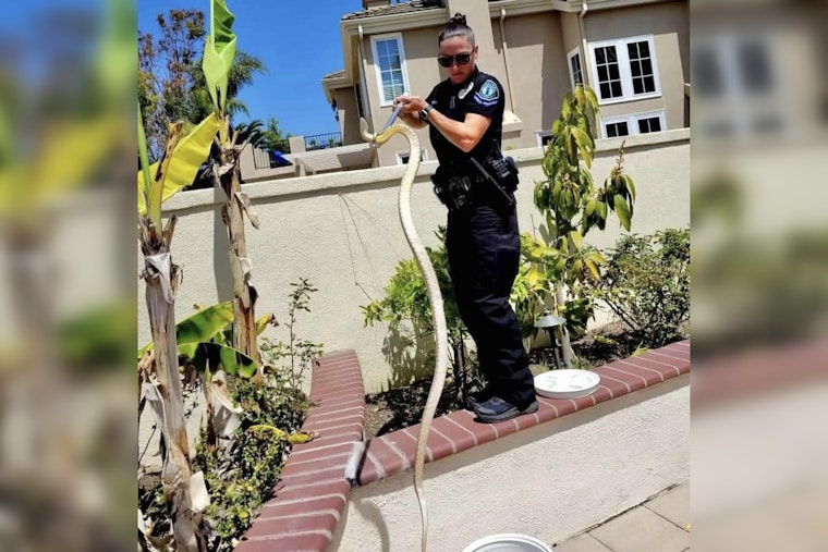 Irvine Police Warn of Increased Rattlesnake Sightings as Temperatures Rise