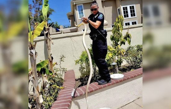 Irvine Police Warn of Increased Rattlesnake Sightings as Temperatures Rise