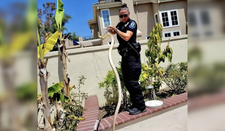 Irvine Police Warn of Increased Rattlesnake Sightings as Temperatures Rise