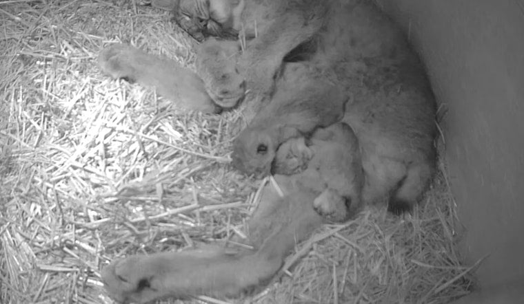 John Ball Zoo in Grand Rapids Welcomes Trio of Canada Lynx Kits in Conservation Effort