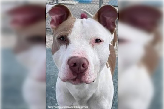 Justice Achieved in Tragic Indianapolis Dog Abuse Case as Four Perpetrators Found Guilty