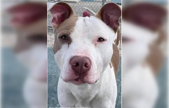 Justice Achieved in Tragic Indianapolis Dog Abuse Case as Four Perpetrators Found Guilty