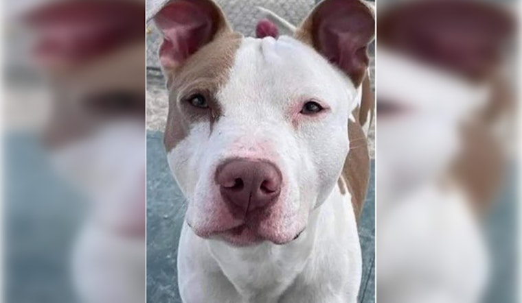 Justice Achieved in Tragic Indianapolis Dog Abuse Case as Four Perpetrators Found Guilty