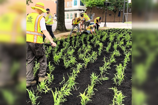 Knoxville Wages War on Invasive Species with $225,000 Federal Grant for Green Space Restoration