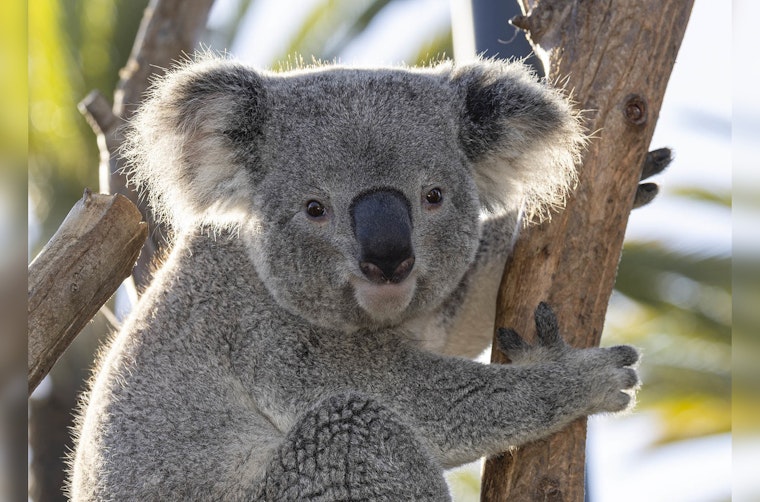 Koalas Debut at Chicago's Brookfield Zoo Marking a First in its 90-Year History