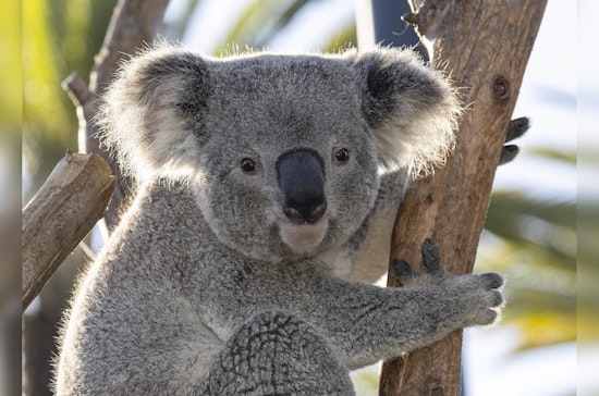 Koalas Debut at Chicago's Brookfield Zoo Marking a First in its 90-Year History