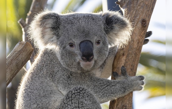 Koalas Debut at Chicago's Brookfield Zoo Marking a First in its 90-Year History