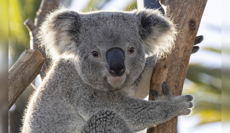 Koalas Debut at Chicago's Brookfield Zoo Marking a First in its 90-Year History