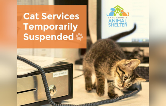 Lake County Animal Shelter Adjusts Operations Amid Feline Panleukopenia Outbreak