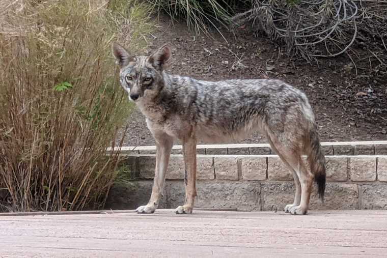 Leimert Park Residents Face Coyote Incursions in Urban Los Angeles