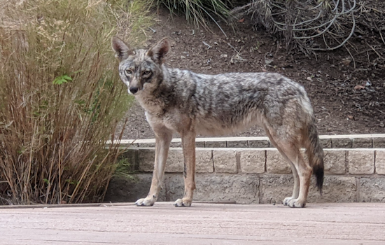 Leimert Park Residents Face Coyote Incursions in Urban Los Angeles