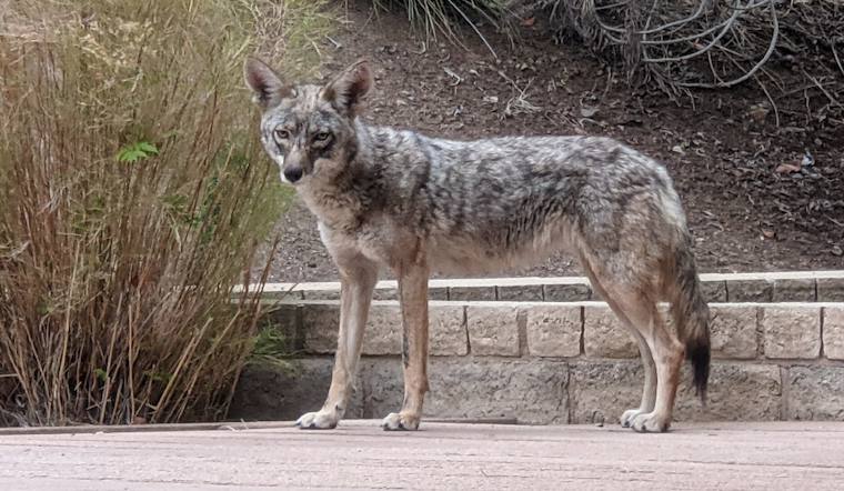 Leimert Park Residents Face Coyote Incursions in Urban Los Angeles