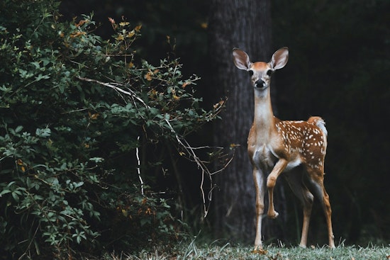 Lincoln Park Zoo Study Exposes Ecological Divide in Chicago, Linking Mammal Diversity to Wealth