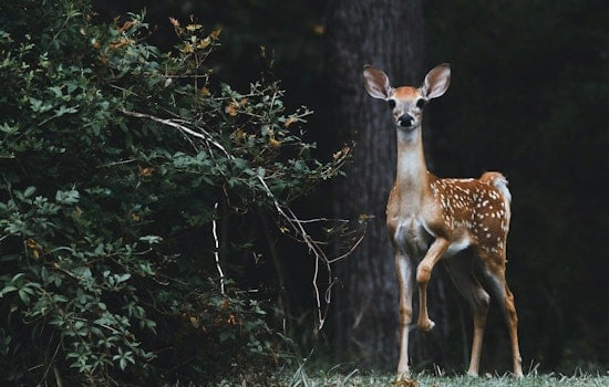 Lincoln Park Zoo Study Exposes Ecological Divide in Chicago, Linking Mammal Diversity to Wealth