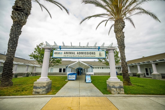 Long Beach Offers Weekly Low-Cost Vaccine Clinics for Pets in Community Health Push