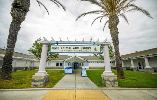 Long Beach Offers Weekly Low-Cost Vaccine Clinics for Pets in Community Health Push